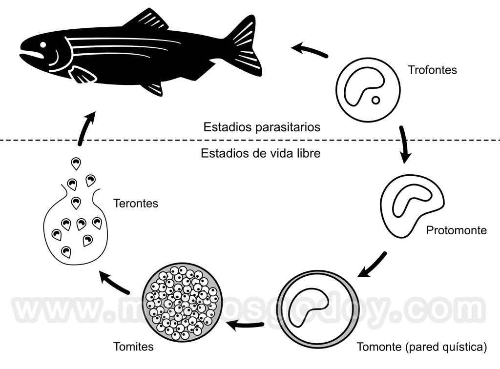 marcosgodoy1_'s tweet photo. Infección cutánea de la aleta caudal por Ichthyophthirius multifiliis.
Cutaneous infection of the tail fin by Ichthyophthirius multifiliis
https://t.co/eq37o0oU4c
#fishpathology #fishdiseases #salmondiseases #salmonpathology #fishhealth #salmonhealth #Ich #marcosgodoy https://t.co/Dwi2uoKedP