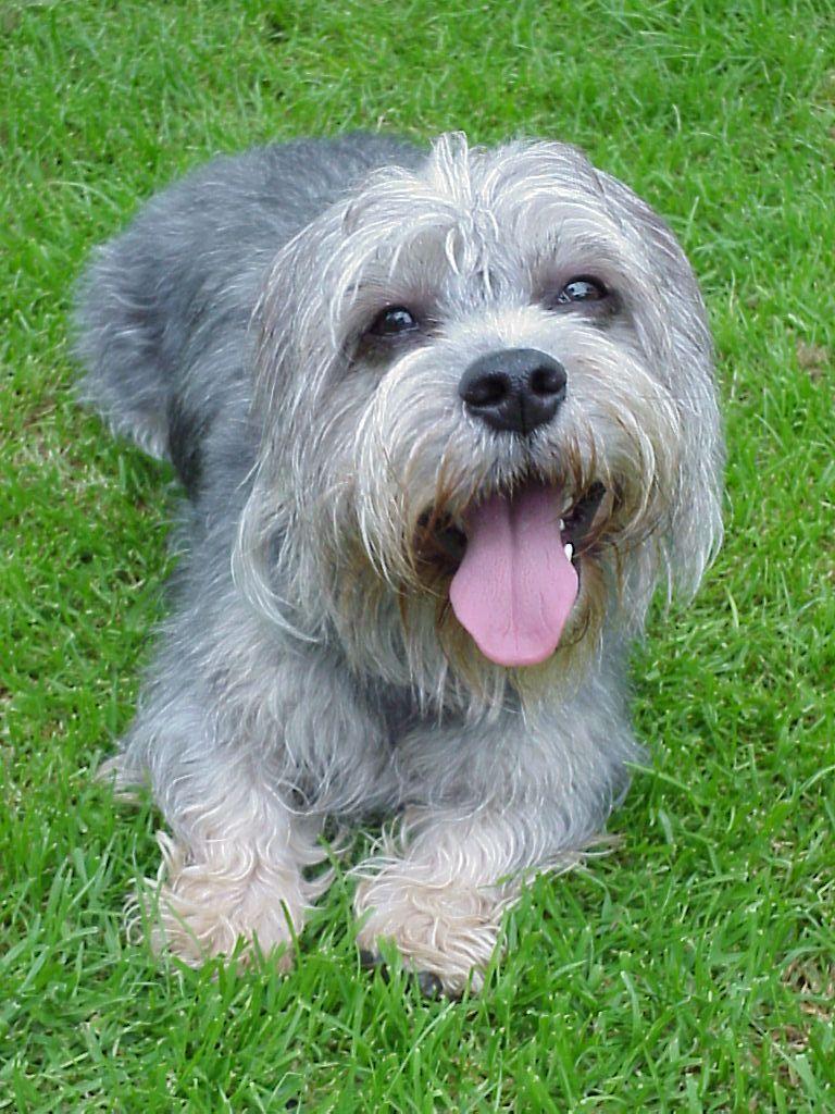 The Naming Game (@the_naming) on Twitter photo Dandy Dinmont runs at Redcar for <a href="/RacingNigel/">Nigel Tinkler Racing</a>. By Dandy Man, a Dandie Dinmont is a small Scottish dog breed of the terrier family. The breed is named after a fictional character in Sir Walter Scott's novel, Guy Mannering. Dandy Dinmont runs at Redcar for <a href="/RacingNigel/">Nigel Tinkler Racing</a>. By Dandy Man, a Dandie Dinmont is a small Scottish dog breed of the terrier family. The breed is named after a fictional character in Sir Walter Scott's novel, Guy Mannering.