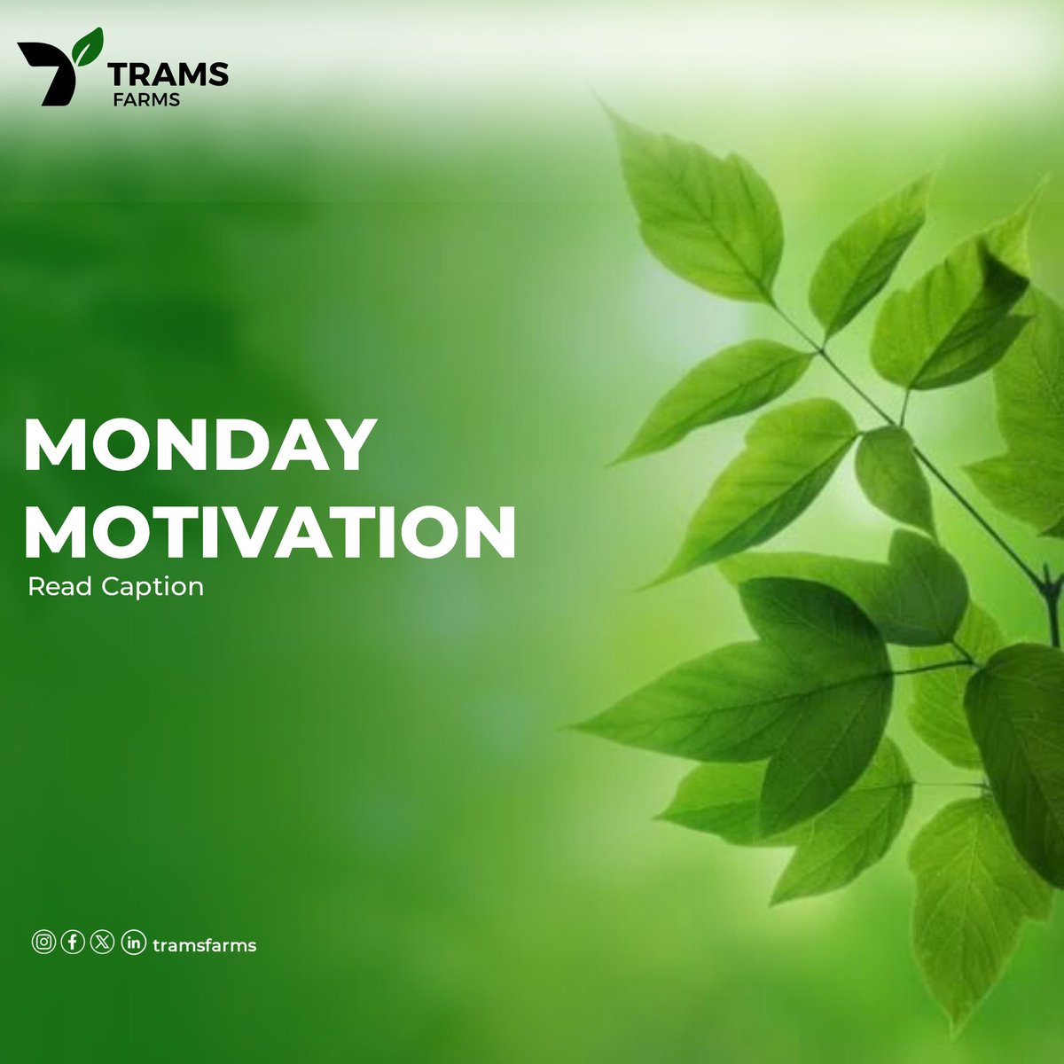 As a farmer, I’ve learned that patience isn’t weakness—it’s strategy.
Crops don’t grow overnight, and neither do dreams.
This week, be patient with your progress.
Just like farming, your effort today is building your tomorrow.
#MondayMotivation #Tramsfarms