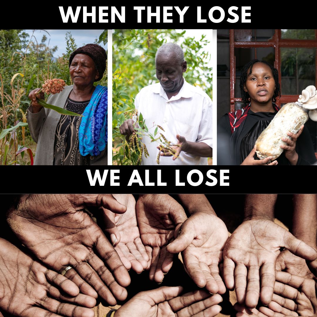 gp_kenyagroup's tweet photo. The 2012 Seed Law puts corporations first and farmers last.
🚫 Restricts seed saving
🚫 Criminalises farmer exchange
✅ Empowers big agri-business
Tomorrow, farmers go to court to defend their rights.
#SaveOurSeeds #FarmersAreNotCriminals https://t.co/IUZMcCTjsb