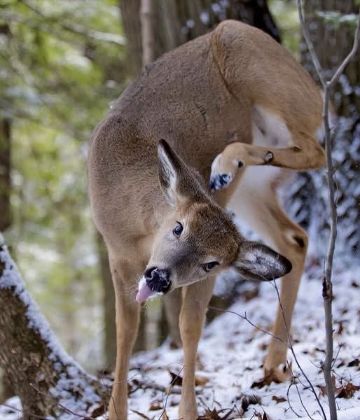 Deerpostss's tweet photo. Feeling itchy

Feeling silly https://t.co/ayxr6vtGTK