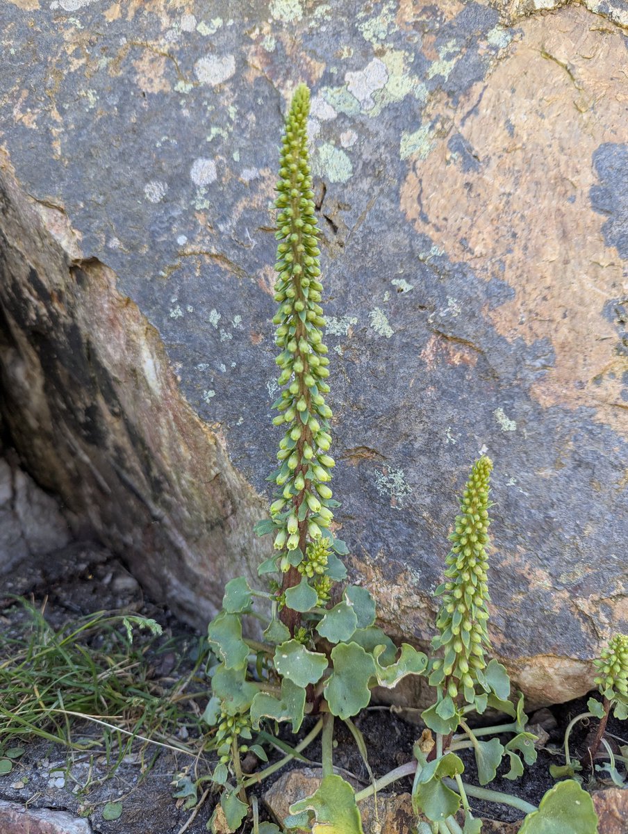 A few hastily taken pictures of Heath spotted orchid (dactylorhiza maculata) and a rather handsome Wall pennywort (umbilicus rupestris) whilst out for a ramble around Breakwater national park in Holyhead.
