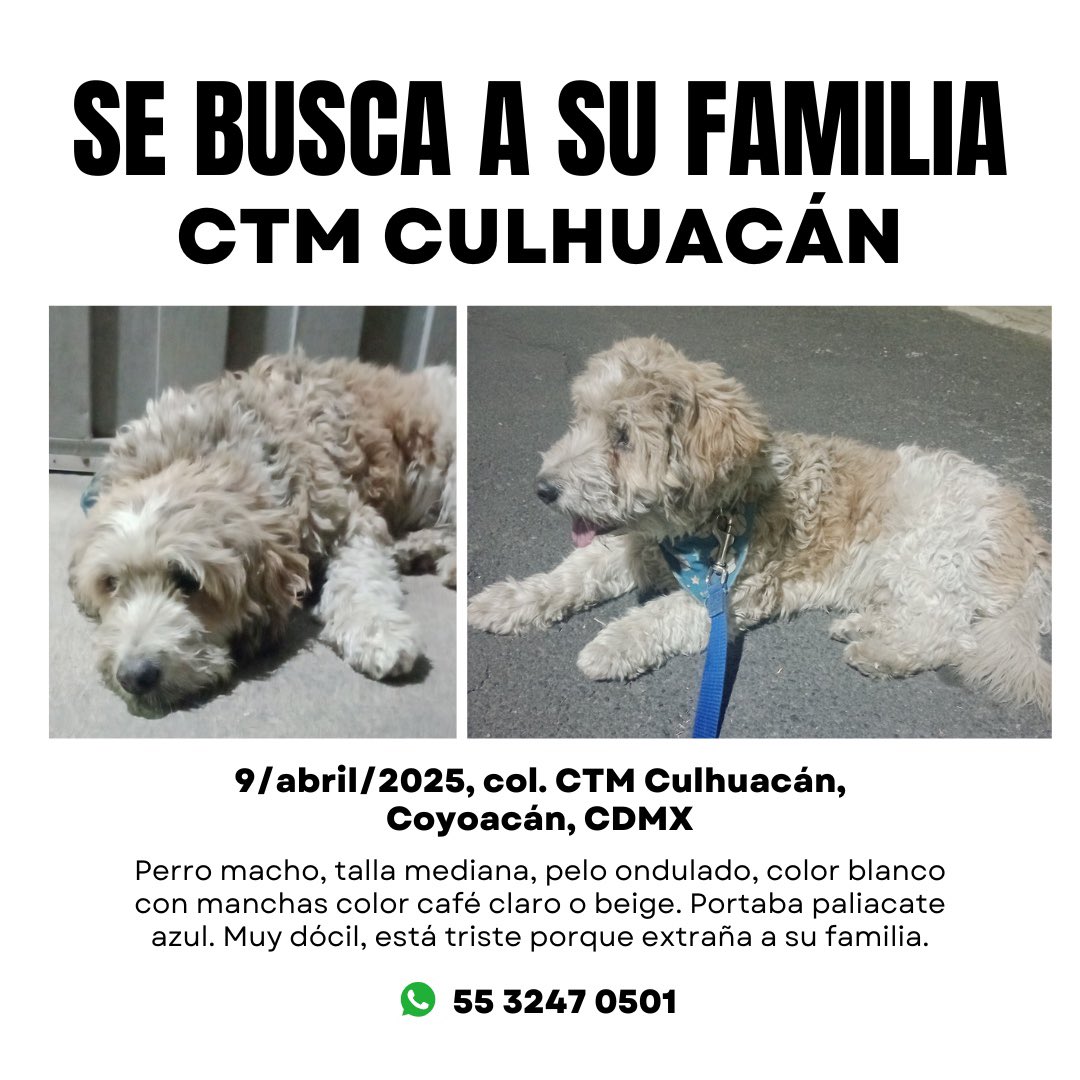 Amigos aún seguimos buscando a la familia de este chaparrito.

Nos urge que aparezca su familia si es que lo están buscando,porque lo tenemos en pensión y sus gastos están corriendo por nuestra cuenta.
Si pueden compartir su cartel en grupos y con más gente se los agradeceríamos
