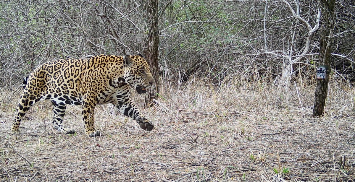 More cowbell! New study co-authored by <a href="/wcsparaguay/">WCS Paraguay</a> aims to help reduce jaguar conflict with livestock, a key threat to the big cats.

Among the cost-effective solutions identified: bells, along with LED lights, donkey guards, and more.

Read more: bit.ly/43mr6qR
