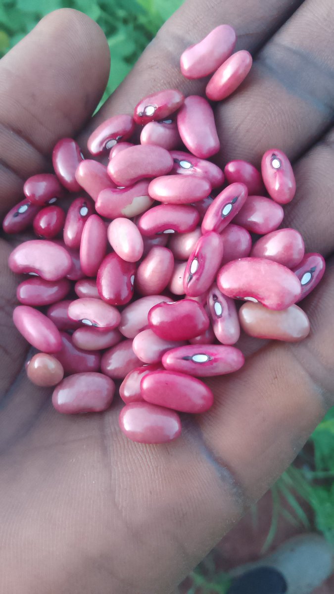 jacksonwaitare's tweet image. Hivi mwakan ntakuwa wapi jamn au Nd cm zinaanza kuita 🧑‍🔬 chamsingi tuombe mungu Tu🤝