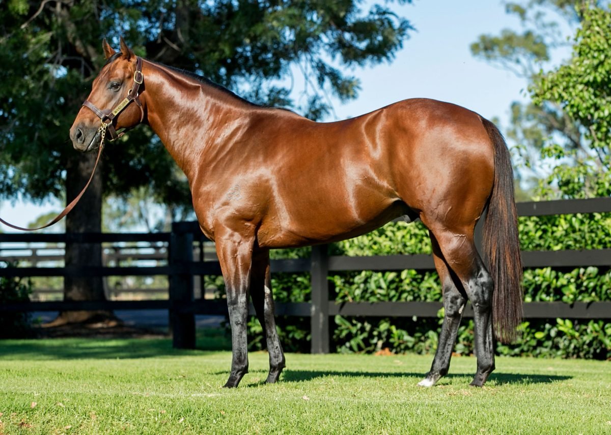 Top 20 strike rate among active Australian sires

Only $6600 inc GST