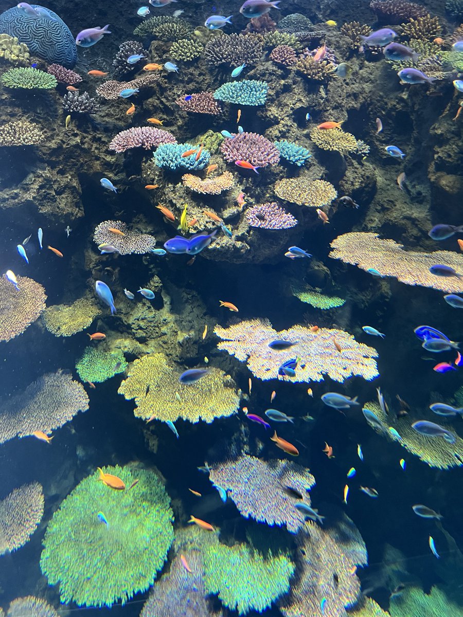 yamato_vvs's tweet photo. 海遊館行って帰り寿司食った https://t.co/871kTxTOhi
