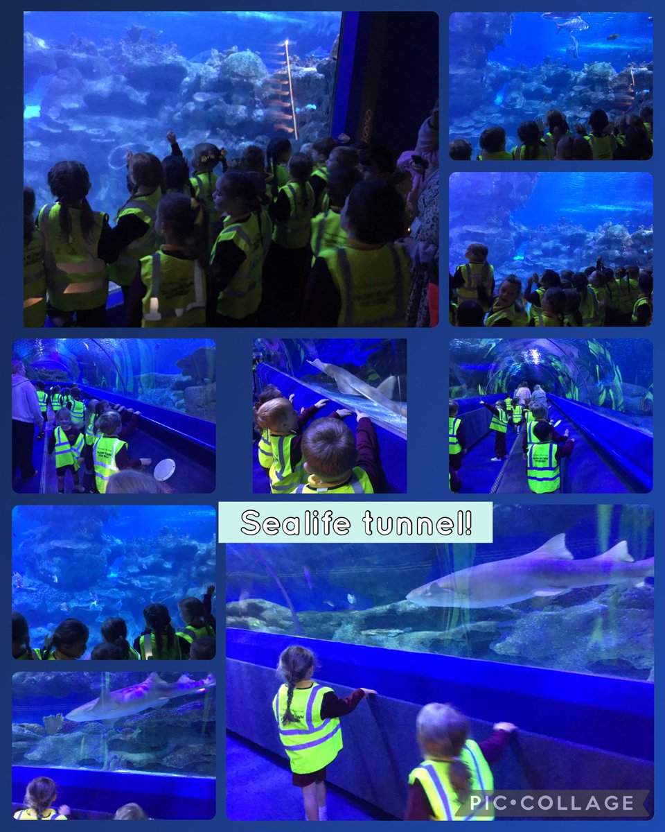 CTKliverpoolEY's tweet photo. Weβve been so busy today and had a great time! π³π π¬ we learnt about different habitats, how divers work and got to explore different areas! #CTKScience #CTKLiteracy #CTKunderstandingtheworld https://t.co/hgWju52den