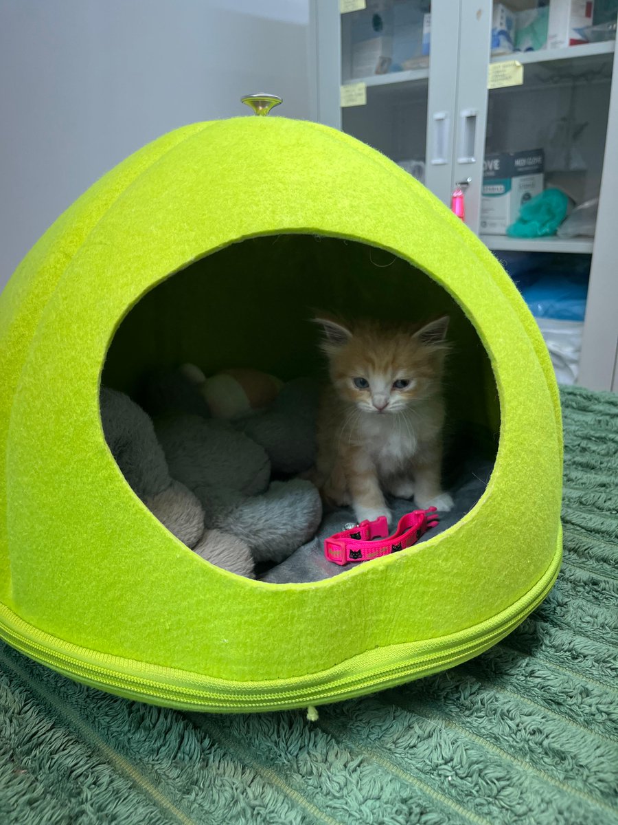 No one loves injections.... just one sad little face! #smallfivevetclinic