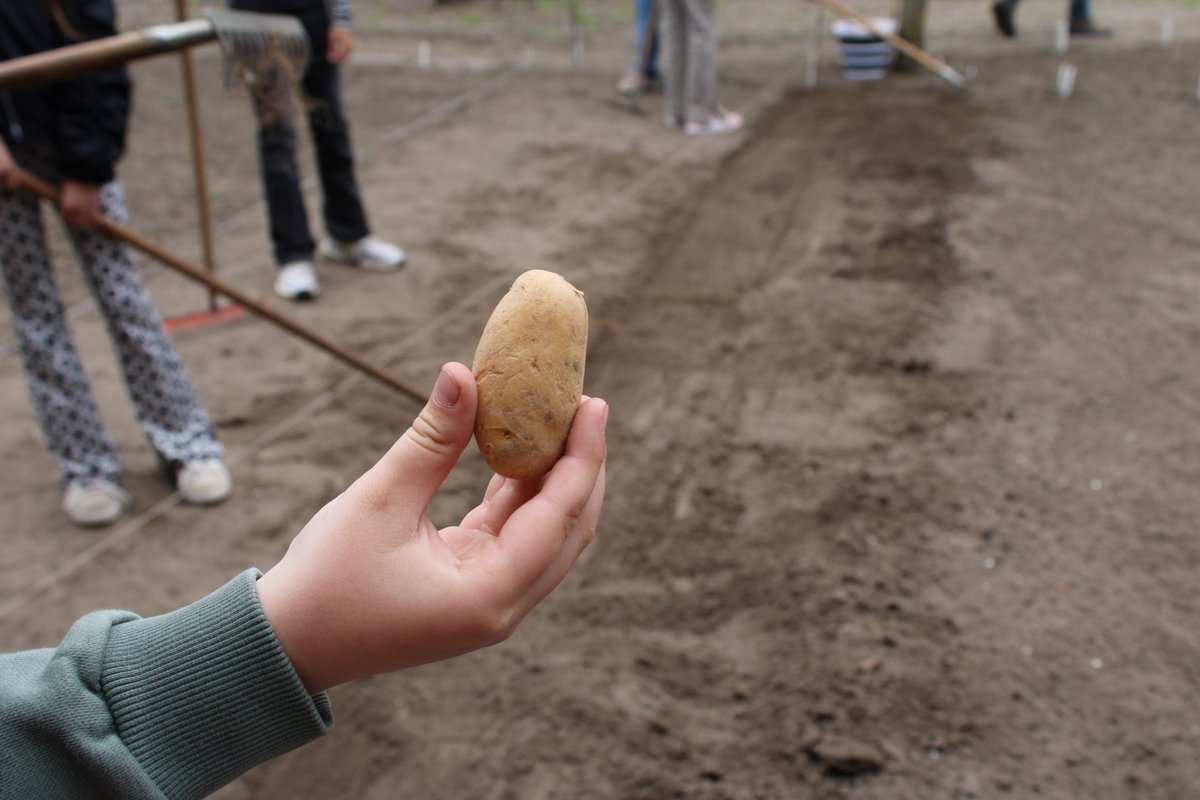 It's School Garden Week! We highly support #schoolgardening  🌱🥔.Last month, we visited a special garden, which brings together children and people with dementia.
Read more: meijerpotato.com/en/news/meijer… #meijerpotato #buildingonpotential #awareness #enjoyment #weekvandeSchooltuin