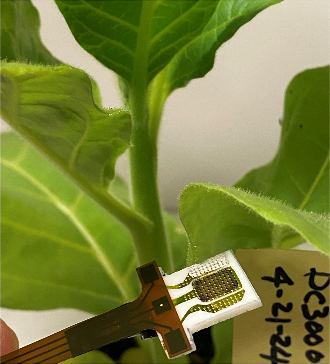 SoyResearchInfo's tweet photo. What if soybeans could tell us how they are doing? New sensors that detect viruses, pesticide residue and soybean stress may make that possible, thanks to #SoyResearch funded @ISU_SoyCenter via @IowaSoybeans, leading to @USDA_NIFA support. #USSoy https://t.co/ivgPFcXvwI https://t.co/BMgCH92JsO