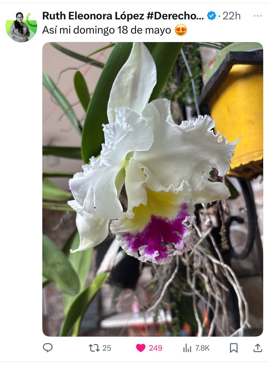 AlejandUMiranda's tweet photo. Fuerzas querida @Ruth_Lopez1977
Mientras tú nos mostrabas esta belleza de orquídea, Bukele preparaba cobardemente mandarte la jauría policial que ahora está bajo sus órdenes y como tú les dijiste “tengan descendía, esto un día se va acabar”
¡NO ESTÁS SOLA!
#HasPatria https://t.co/dbKBq38h0Z