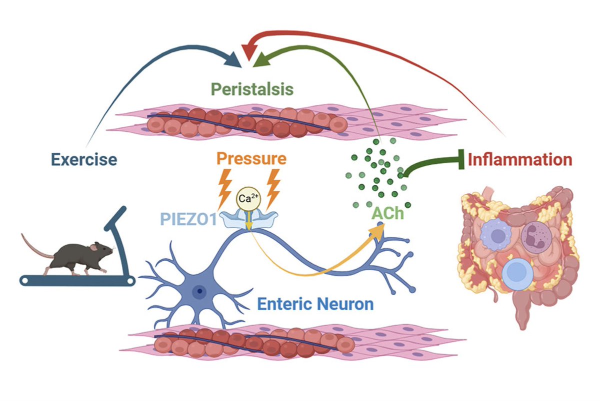 Friedman Brain Institute (@sinaibrain) on Twitter photo PRESS RELEASE! Researchers Zili Xie, <a href="/itchdoctor/">Brian S. Kim</a>, Hongzhen Hu, Ruaidhrí Jackson, et al. ID Key Gut Sensor That Regulates Digestion & Immunity | Explains how Piezo1 helps food move & keeps immune system balanced➡️mountsinai.org/about/newsroom…
Study @cellpress➡️ cell.com/cell/abstract/… PRESS RELEASE! Researchers Zili Xie, <a href="/itchdoctor/">Brian S. Kim</a>, Hongzhen Hu, Ruaidhrí Jackson, et al. ID Key Gut Sensor That Regulates Digestion & Immunity | Explains how Piezo1 helps food move & keeps immune system balanced➡️mountsinai.org/about/newsroom…
Study @cellpress➡️ cell.com/cell/abstract/…