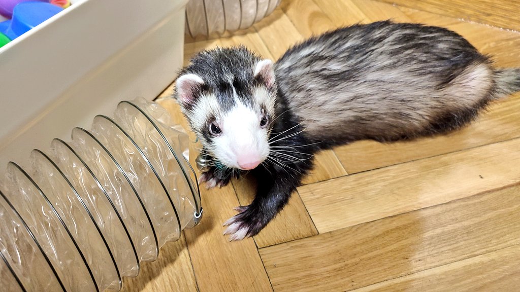 Bueno, con un poquito más de cabeza fría lo anuncio.

El sábado tuve que decir adiós a la mejor mascota que he tenido, descansa mucho mi bichito, has sido un campeón hasta el final, espero haberte podido dar la mejor vida y siempre te tendré en mi corazón ❤️