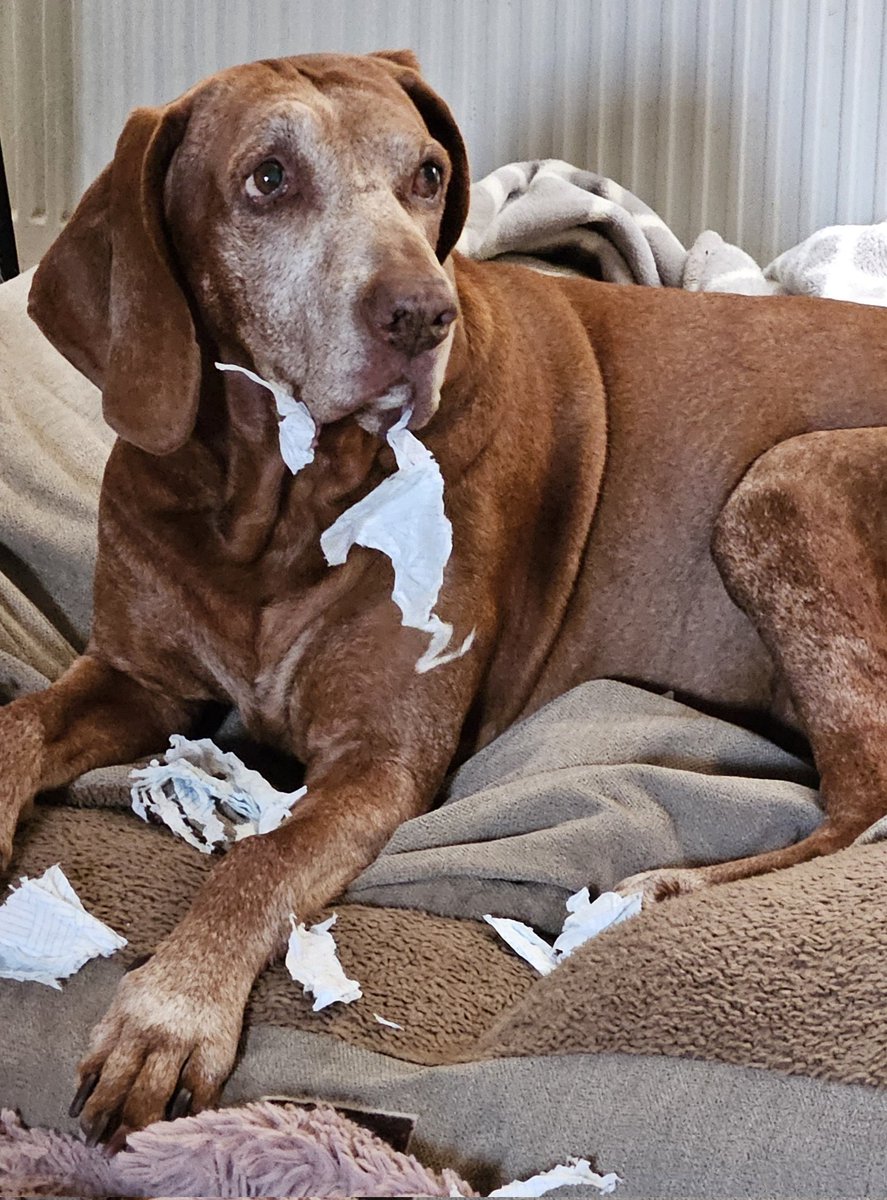 No i haven't!!!....i havent ripped up the tissue Dad left on the sofa!!!