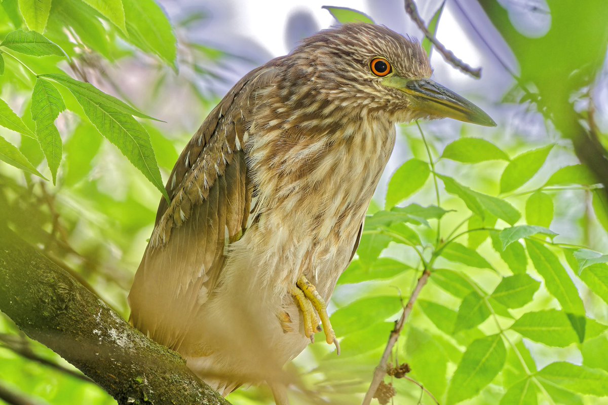 Juvenile black-crowned night heron (Nycticorax nycticorax) on Saturday (17May25) morning at the pool in Central Park.Brown with white spots, yellow eyes, and a yellow-black bill — these young night hunters blend in by day and forage at dusk. #birdnerd #birdcpp #nikonphotography