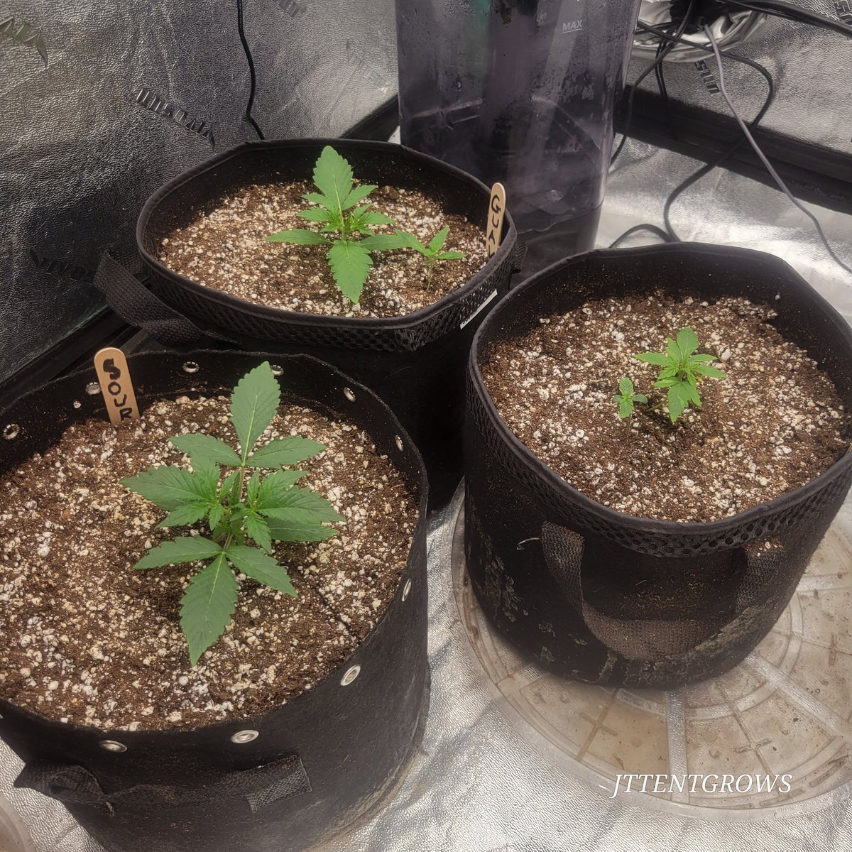 Day 7 sour froyo/guava punch 
Day 6 strawberry dawg pie ✌🏻🌱

I started spares on 2, plan on culling em but has anyone ran 2 in same 3gal? Pics?