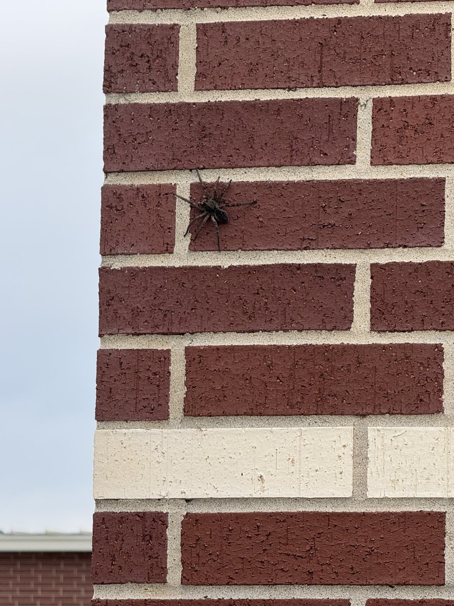 A little (big) visitor at the DUBeast Field House this morning 🕷️⚔️