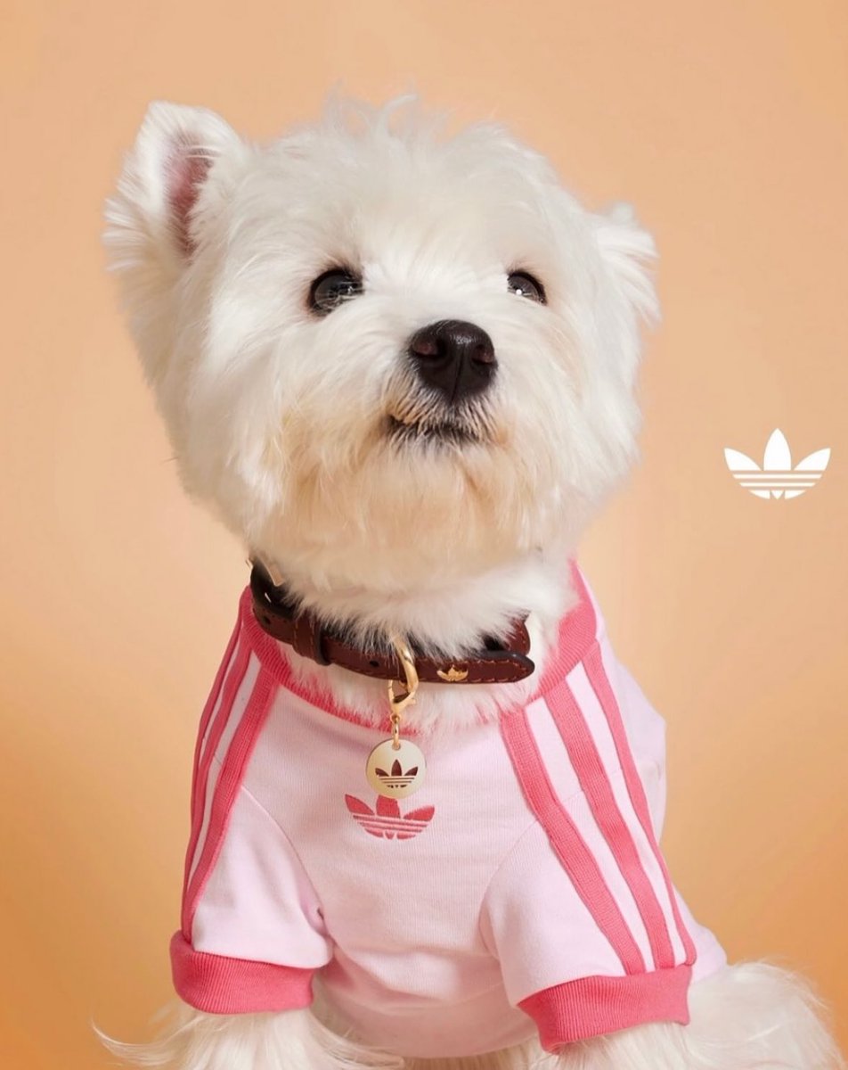 Adidas is Dropping a Collection for Pets