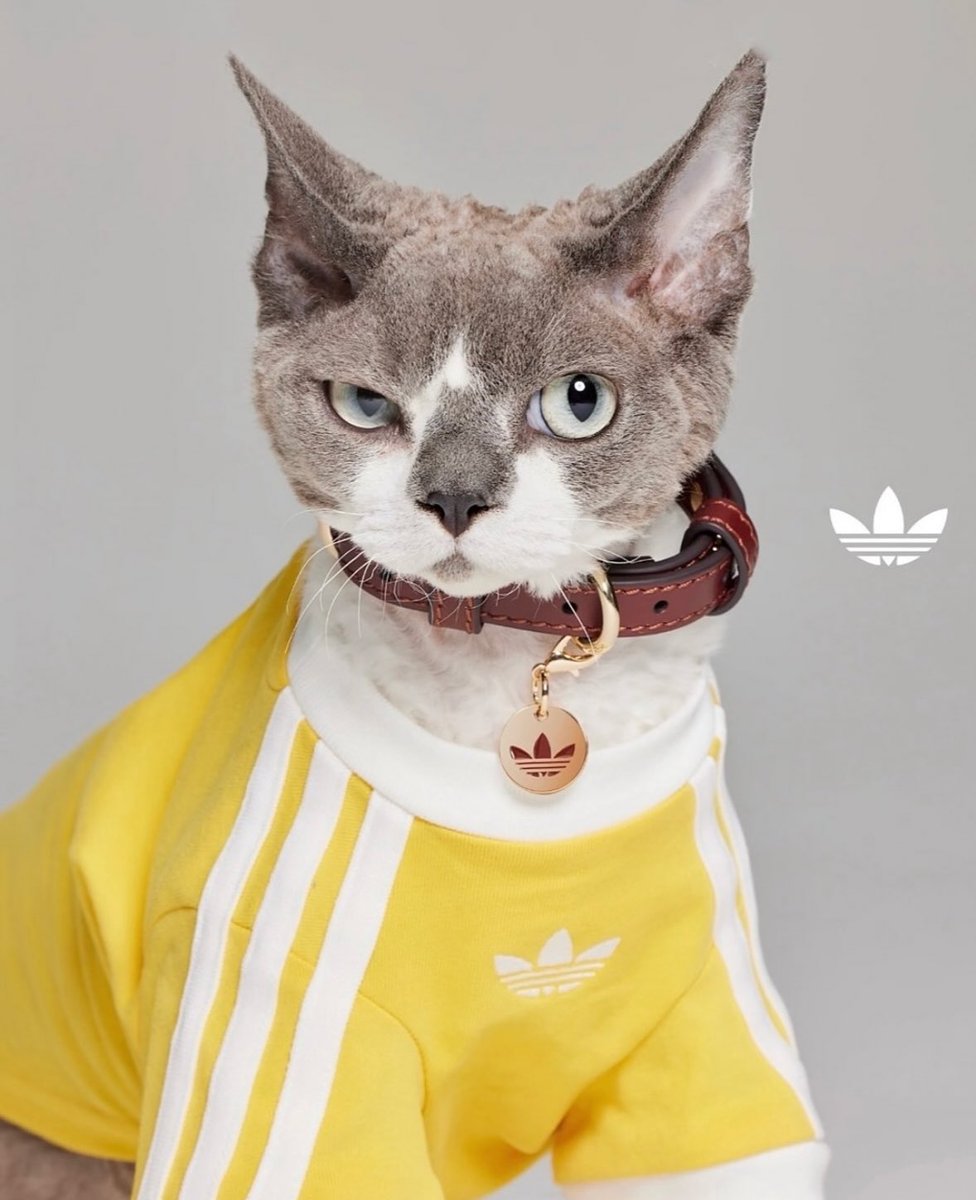 Shtreetwear's tweet photo. Adidas is Dropping a Collection for Pets https://t.co/GtWn4UObYc