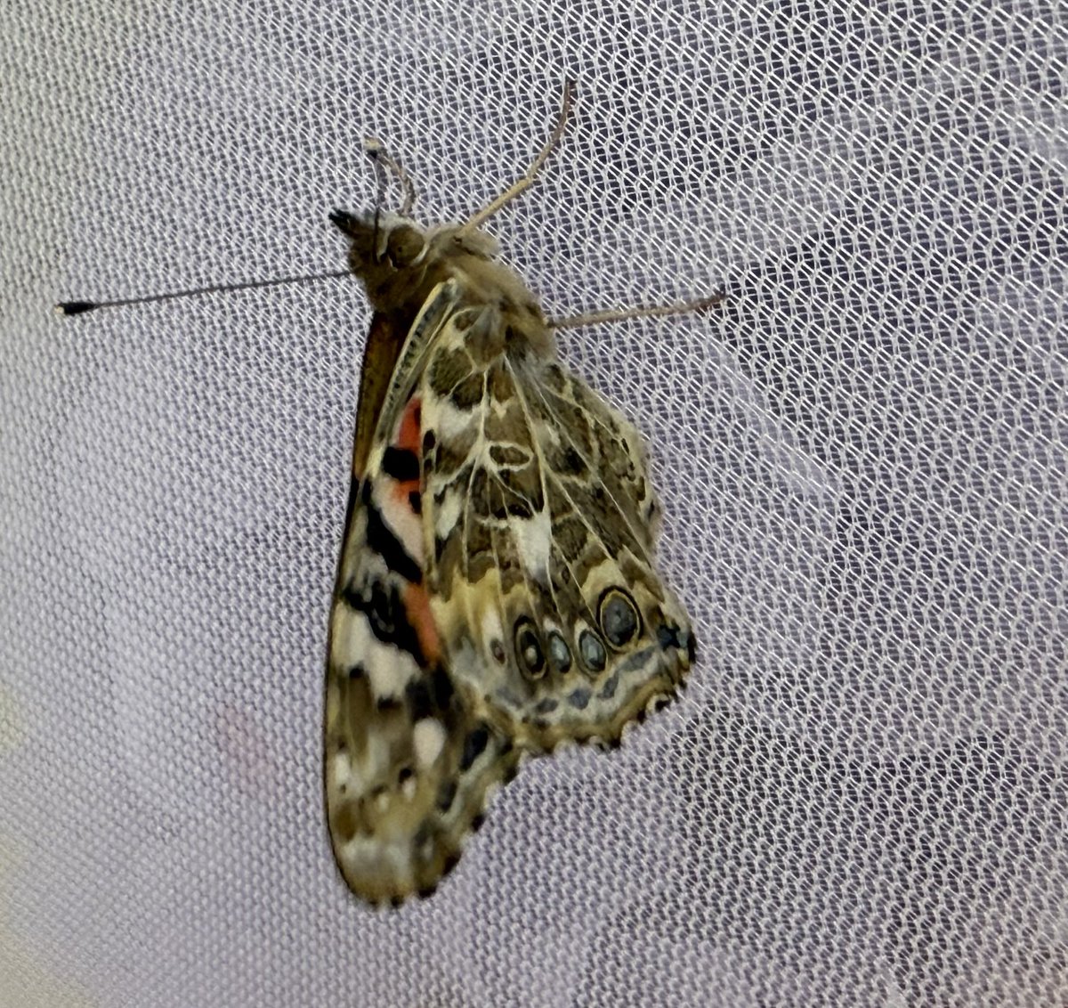 Our butterflies have emerged!!! 2nd graders are working on their pollinators PBL. <a href="/DCSDSTEM/">DCSDSTEM</a> <a href="/wrightway99/">Andrea Wright</a>