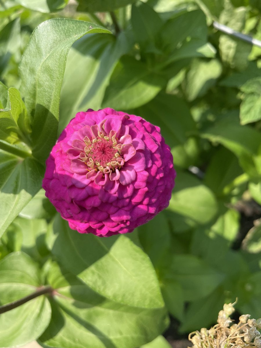 Kara Wolf (@mrswolfrtgg) on Twitter photo Happy #GardenDay <a href="/CFISDKeith/">Keith Elementary</a> ! We have so many new blooms to observe today. #MondayMorning #outdooreducation <a href="/readygrowgarden/">Ready to Grow Garden</a> <a href="/KeithElemPTO/">Keith Elementary PTO</a> <a href="/CyFairISD/">Cypress-Fairbanks ISD</a> <a href="/CFISDScience/">CFISD Science</a> <a href="/CFISDprin/">CFISD Principals</a> Happy #GardenDay <a href="/CFISDKeith/">Keith Elementary</a> ! We have so many new blooms to observe today. #MondayMorning #outdooreducation <a href="/readygrowgarden/">Ready to Grow Garden</a> <a href="/KeithElemPTO/">Keith Elementary PTO</a> <a href="/CyFairISD/">Cypress-Fairbanks ISD</a> <a href="/CFISDScience/">CFISD Science</a> <a href="/CFISDprin/">CFISD Principals</a>