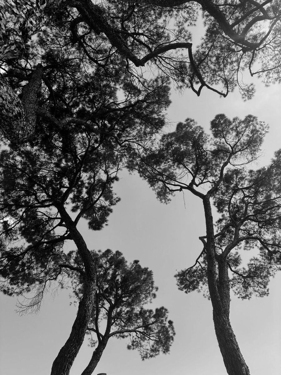 📸📷

Pinos de (la Alameda de) Osuna