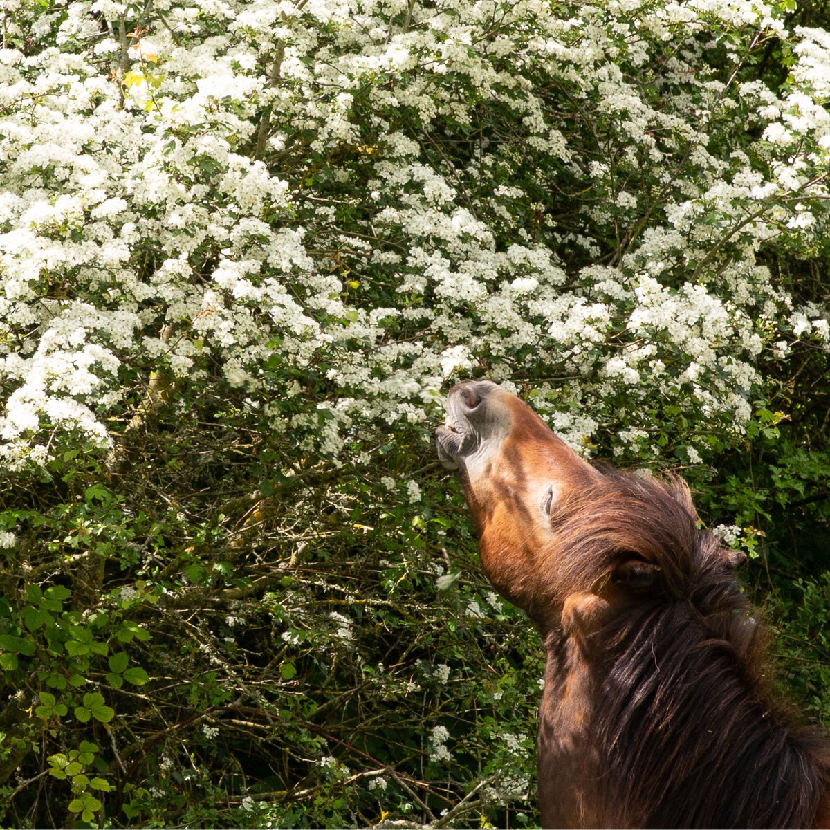 Rathfinny Estate (@rathfinnyestate) on Twitter photo Each spring, Exmoor ponies return to graze the Estate's rare chalk grasslands and stop hawthorn and other coarse vegetation from encroaching.
We do this as part of the #ChangingChalk partnership with <a href="/nationaltrust/">National Trust</a>, <a href="/sdnpa/">South Downs National Park</a> and <a href="/Buzz_dont_tweet/">Buglife</a> to preserve this precious habitat. Each spring, Exmoor ponies return to graze the Estate's rare chalk grasslands and stop hawthorn and other coarse vegetation from encroaching.
We do this as part of the #ChangingChalk partnership with <a href="/nationaltrust/">National Trust</a>, <a href="/sdnpa/">South Downs National Park</a> and <a href="/Buzz_dont_tweet/">Buglife</a> to preserve this precious habitat.