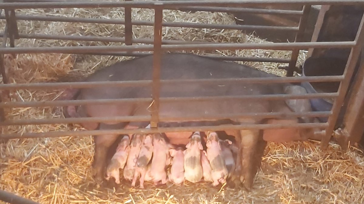 A new litter of 10 born this morning.  Happily having their first feed off mum.