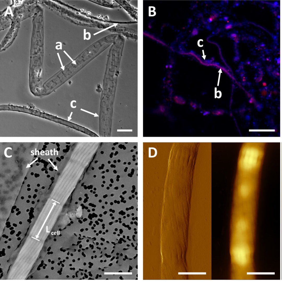 NOAA Sea Grant (@seagrant) on Twitter photo #DYK bacteria can act as electrical wiring?💡
🦠<a href="/OregonSeaGrant/">Oregon Sea Grant</a> funded #scientists found #bacteria in an Oregon coastal mudflat that could usher in a new era of #bioelectric devices for use in #medicine and industry.
Learn more: seagrant.oregonstate.edu/all-stories/ne… #DYK bacteria can act as electrical wiring?💡
🦠<a href="/OregonSeaGrant/">Oregon Sea Grant</a> funded #scientists found #bacteria in an Oregon coastal mudflat that could usher in a new era of #bioelectric devices for use in #medicine and industry.
Learn more: seagrant.oregonstate.edu/all-stories/ne…
