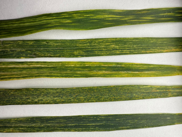 K-State Agronomy (@kstateagron) on Twitter photo Wheat looking yellow? The K-State Plant Disease Diagnostic Lab offers virus testing. Learn how to collect #wheat samples and the proper shipping guidelines. bit.ly/4j5i7zY #ksag #planthealth <a href="/KSUWheatDisease/">KSU Wheat Pathology</a> Wheat looking yellow? The K-State Plant Disease Diagnostic Lab offers virus testing. Learn how to collect #wheat samples and the proper shipping guidelines. bit.ly/4j5i7zY #ksag #planthealth <a href="/KSUWheatDisease/">KSU Wheat Pathology</a>