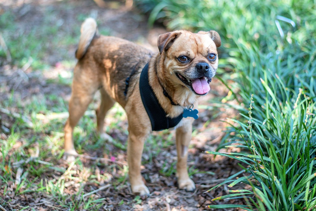 second_rescue's tweet image. This is Jelly Roll, a Chug, available for adoption through Second Chance Dog Rescue, Baton Rouge, LA.  Named after Jelly Roll because I heard a story about the singer earlier in the day when our furbaby was rescued.  It seemed to make everyone in the veterinarian's office happy!!
