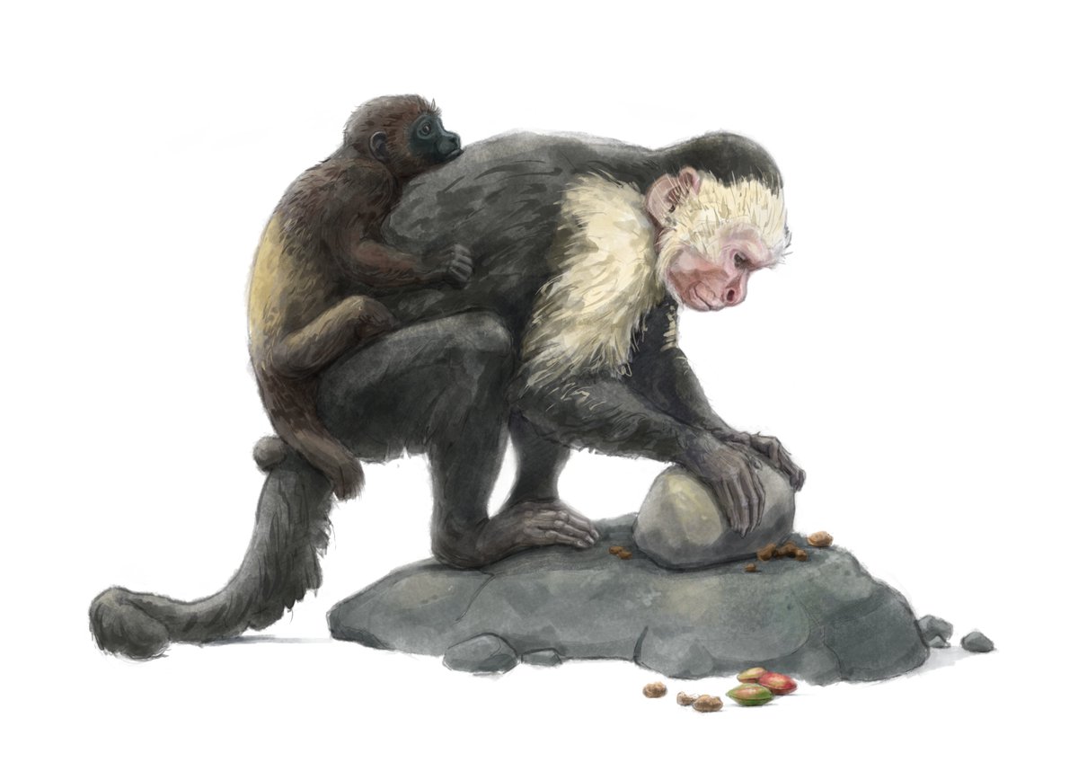 Humans have many unusual traditions. But did you know animals’ strange behaviors can become culture too? Out now in Current Biology (doi.org/10.1016/j.cub.…) we document a bizarre tradition: interspecies infant abduction. Interactive timeline (ab.mpg.de/671374) 🧵(1/12)