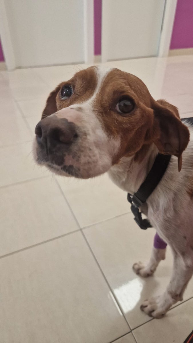 Nuestra Sally necesita ayuda....no habría por ahí una casita de acogida para ella?. O por pedir el milagro completo: una familia que la adopte? #adoptanocompres