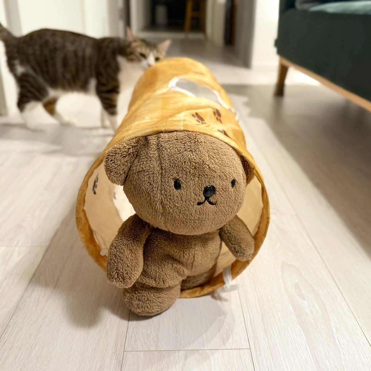 BorisPori's tweet image. 猫さんとの暮らし( ・ᴥ・ )🐈🐈