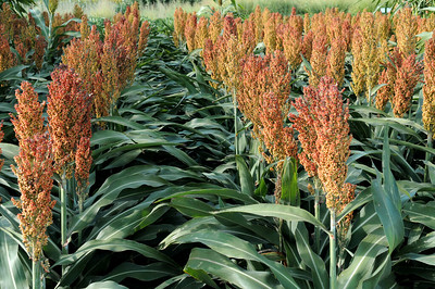 K-State Agronomy (@kstateagron) on Twitter photo Residual herbicide programs in #Sorghum aren't optional - they're essential. Postemergence options are limited. Start clean with strong preemergence residuals with multiple sites-of-action. #ksag #grainsorghum #weedcontrol
bit.ly/3Fbyw8i
<a href="/knowURweeds/">Jeremie Kouame</a> <a href="/KStateWeedSci/">K-State Weed Science Extension</a> Residual herbicide programs in #Sorghum aren't optional - they're essential. Postemergence options are limited. Start clean with strong preemergence residuals with multiple sites-of-action. #ksag #grainsorghum #weedcontrol
bit.ly/3Fbyw8i
<a href="/knowURweeds/">Jeremie Kouame</a> <a href="/KStateWeedSci/">K-State Weed Science Extension</a>