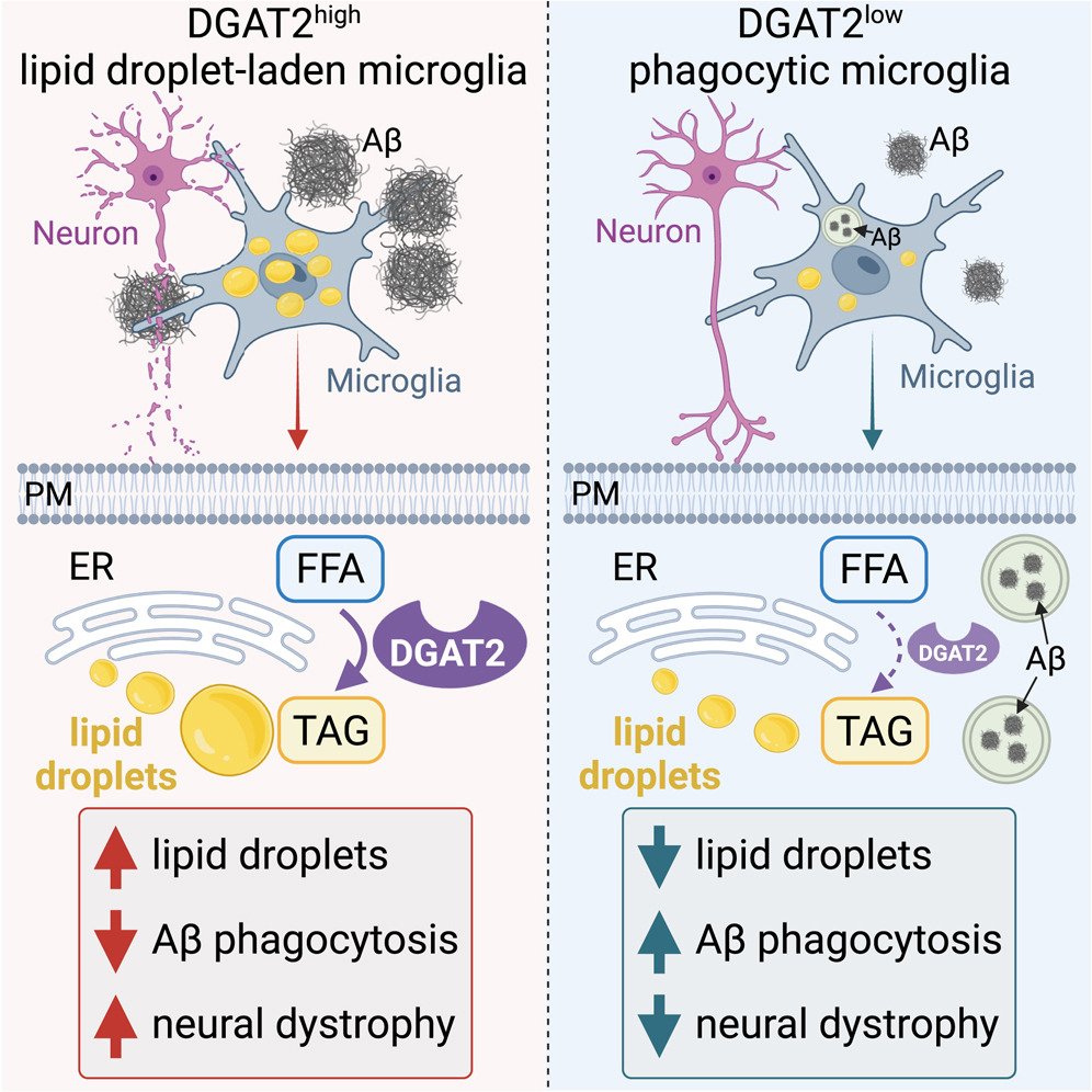 John Lukens (@lukensjohnr) on Twitter photo Amyloid-β induces lipid droplet-mediated microglial dysfunction via the enzyme DGAT2 in Alzheimer’s disease: <a href="/ImmunityCP/">Immunity</a>  cell.com/immunity/fullt… Amyloid-β induces lipid droplet-mediated microglial dysfunction via the enzyme DGAT2 in Alzheimer’s disease: <a href="/ImmunityCP/">Immunity</a>  cell.com/immunity/fullt…
