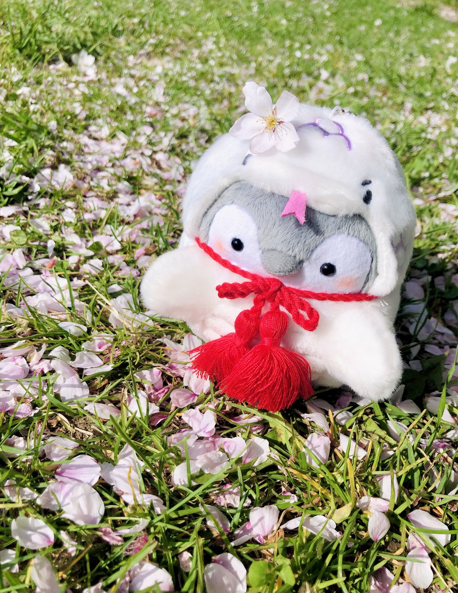 wtnc148's tweet photo. 同じ公園を2時間後に通り抜けたら、もっと散ってたんだよ〜🌸
桜の絨毯すご〜い✨
桜さん、ぼくの年に綺麗に咲いてくれてありがとう🐧🤍🐍ﾆｮﾛﾘ
また12年後に会おうね〜👋🏻

(にょろペンちゃん、おセンチさんになってるけど八重桜はまだ咲いてますぞ〜！)

#コウペンちゃん #植物観察 #桜 #またね https://t.co/Ya0OwGSk8e
