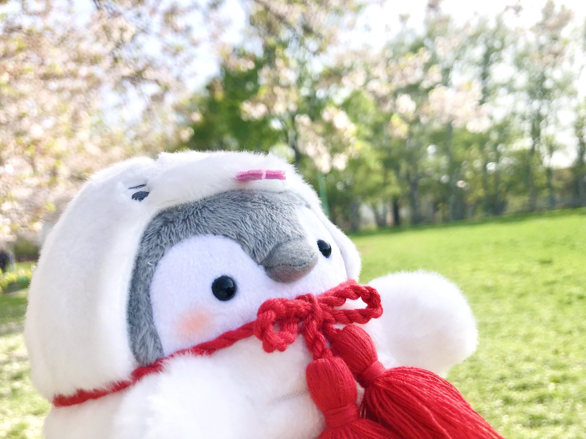 wtnc148's tweet photo. 同じ公園を2時間後に通り抜けたら、もっと散ってたんだよ〜🌸
桜の絨毯すご〜い✨
桜さん、ぼくの年に綺麗に咲いてくれてありがとう🐧🤍🐍ﾆｮﾛﾘ
また12年後に会おうね〜👋🏻

(にょろペンちゃん、おセンチさんになってるけど八重桜はまだ咲いてますぞ〜！)

#コウペンちゃん #植物観察 #桜 #またね https://t.co/Ya0OwGSk8e