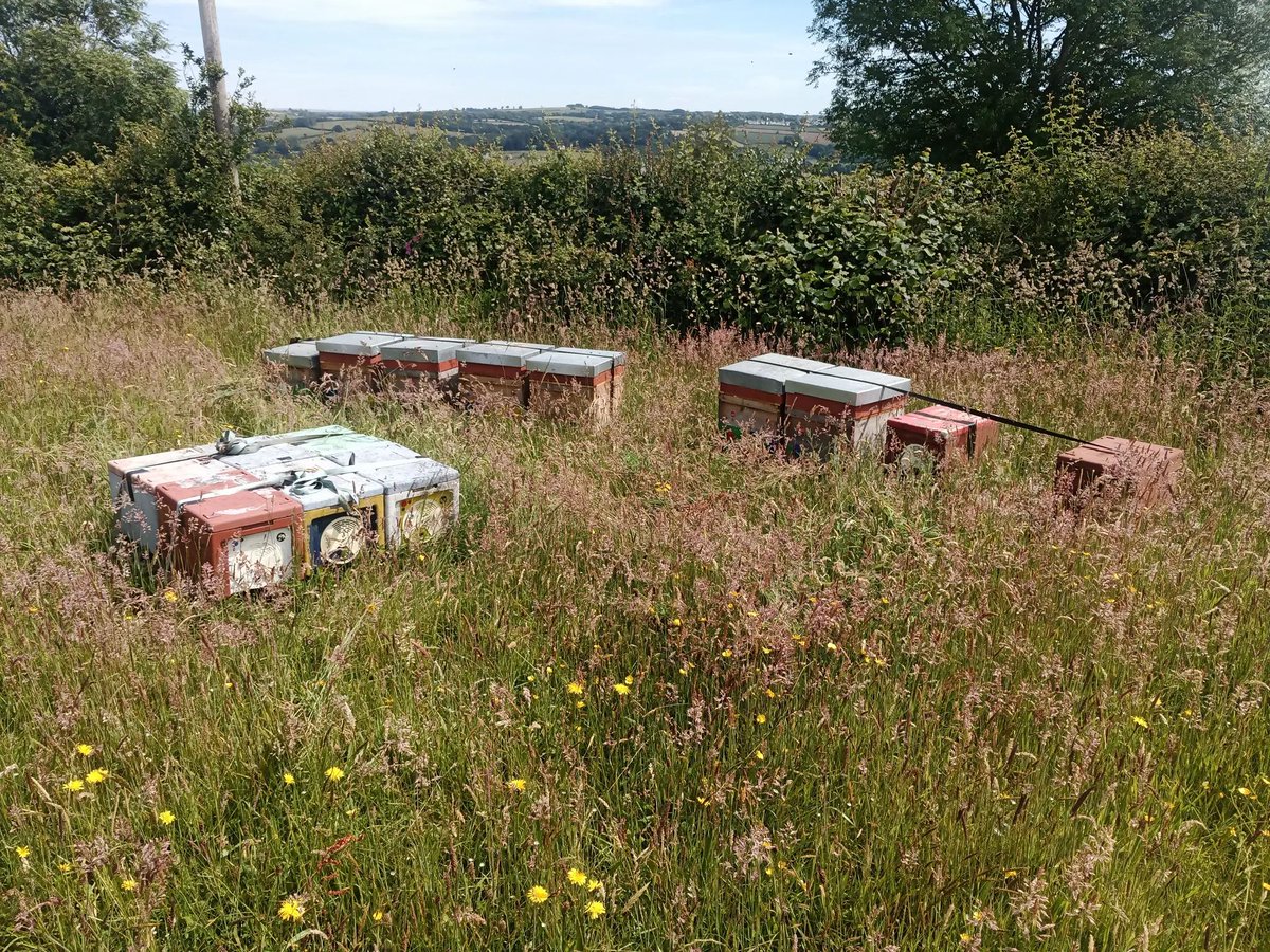 BeesBishops's tweet photo. π Ready to elevate your beekeeping skills?
Are you often caught off guard by hive issues? Finding it tough to manage your colonies effectively?
#BeekeepingSkills #HiveManagement https://t.co/CBy4ZEuFO5