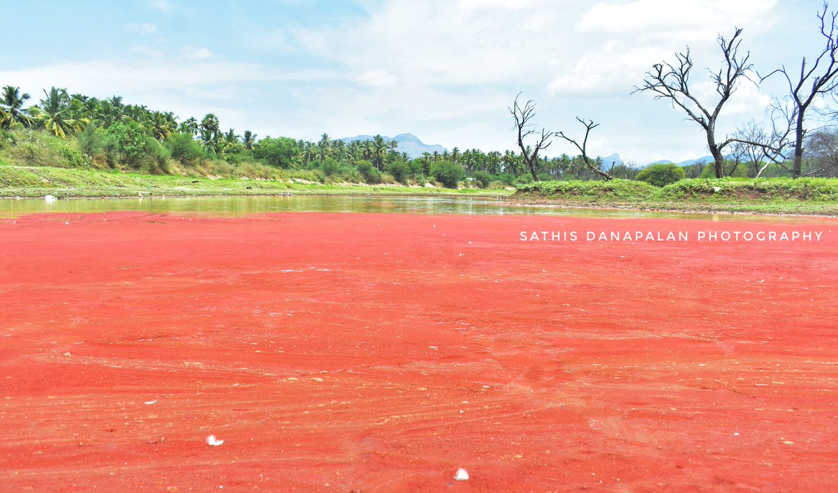 சிவப்பு பாசியால் செந்நிறமாக மாறிய கோவை பேரூர் கொளராம்பதி குளம்.
#coimbatore #covai #kovi #கோயம்புத்தூர் #கோவை