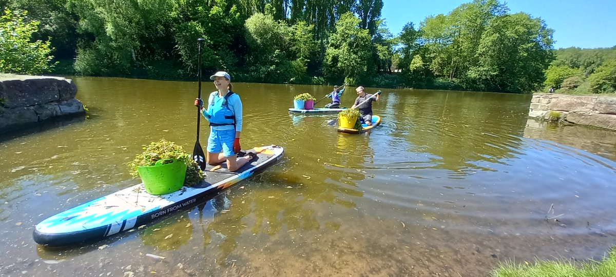 Angling Trust (@anglingtrust) on Twitter photo As part of the UK's 'Invasive Non-Native Species Week' last week around 20 volunteers from <a href="/CanalRiverTrust/">Canal & River Trust</a>, <a href="/theriverstrust/">The Rivers Trust</a>, <a href="/EnvAgency/">Environment Agency</a>, <a href="/paddle_uk/">Paddle UK</a> & <a href="/MerseyRivers/">Mersey Rivers Trust</a> mucked in to support the Angling Trust at a floating pennywort removal event on the River Weaver in Winsford, As part of the UK's 'Invasive Non-Native Species Week' last week around 20 volunteers from <a href="/CanalRiverTrust/">Canal & River Trust</a>, <a href="/theriverstrust/">The Rivers Trust</a>, <a href="/EnvAgency/">Environment Agency</a>, <a href="/paddle_uk/">Paddle UK</a> & <a href="/MerseyRivers/">Mersey Rivers Trust</a> mucked in to support the Angling Trust at a floating pennywort removal event on the River Weaver in Winsford,