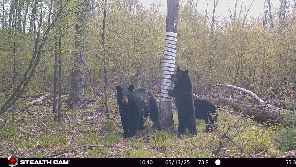 The bears like our hair snares! 🐻😍🧪 <a href="/MichiganDNR/">Michigan Department of Natural Resources</a>