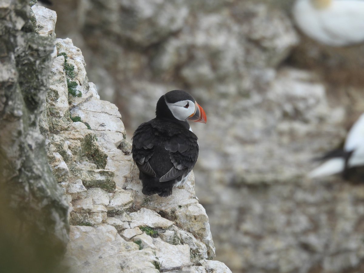 ComberNath's tweet image. Mind blowing numbers and great close views of Guillemot, Razorbill, Gannet & Kittiwake on the cliffs at @Bempton_Cliffs on Saturday, plus about 8 Puffins seen in total, mostly at the east end. Tree Sparrow using nest boxes by VC. Corn Bunting in the fields adjacent to the path!