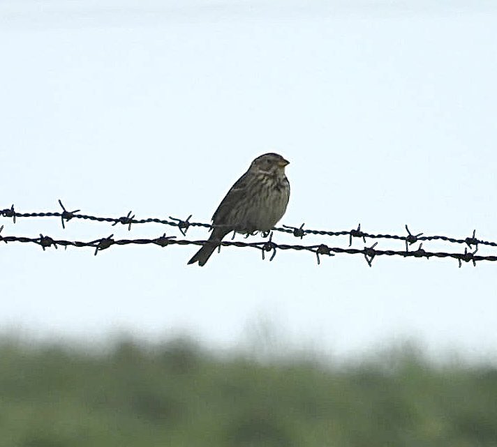 ComberNath's tweet image. Mind blowing numbers and great close views of Guillemot, Razorbill, Gannet & Kittiwake on the cliffs at @Bempton_Cliffs on Saturday, plus about 8 Puffins seen in total, mostly at the east end. Tree Sparrow using nest boxes by VC. Corn Bunting in the fields adjacent to the path!