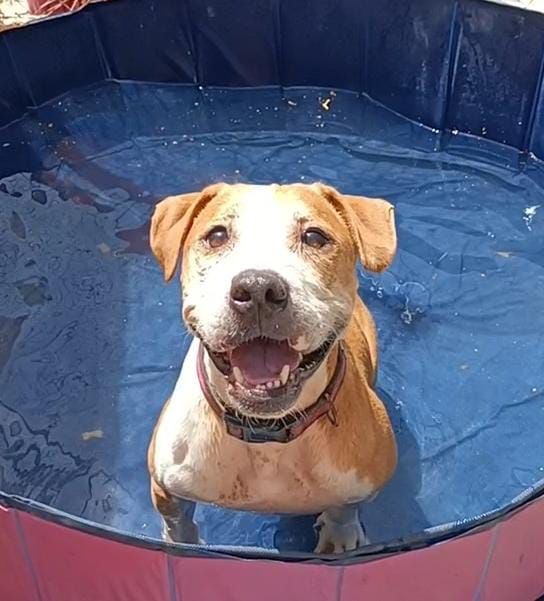 SosAbuelos1's tweet image. #Málaga
Contacto: WhatsApp al 649 99 81 47

#TATI tiene solo 7 años. Intentamos que su vida sea lo mejor posible y ella es feliz viviendo en la resi, pero, no ha conocido otra vida, y como los demás, queremos que tenga un hogar adoptivo.

Es ya madurita. Necesita licencia y, en