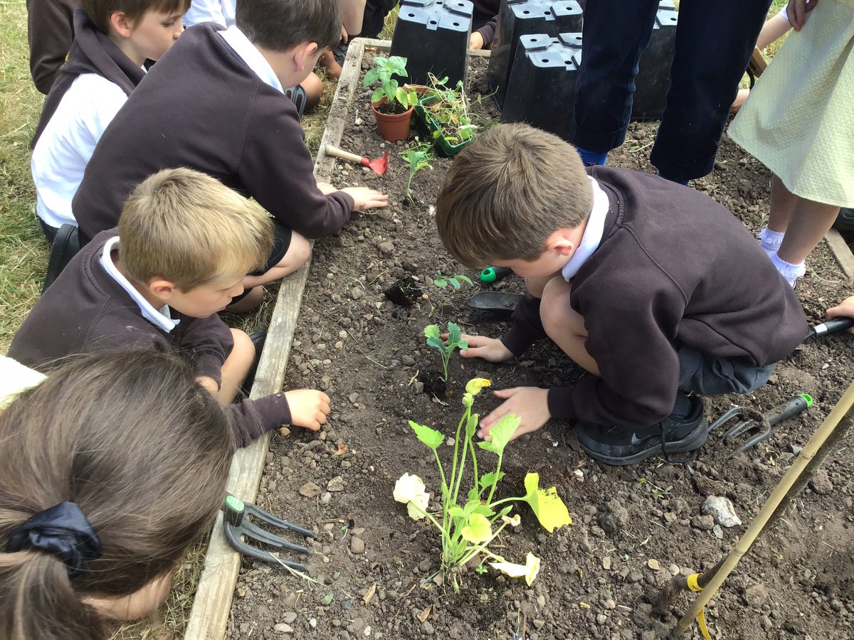 Y2Gayton's tweet photo. Busy planting out and getting our school allotment ready this afternoon. We are so excited to see how well our fruit and vegetables grow in the weeks to come.@GaytonPrimary https://t.co/amhEH78ItG
