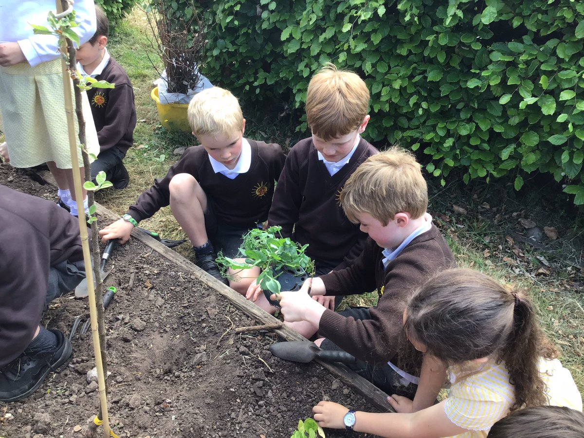 Y2Gayton's tweet photo. Busy planting out and getting our school allotment ready this afternoon. We are so excited to see how well our fruit and vegetables grow in the weeks to come.@GaytonPrimary https://t.co/amhEH78ItG
