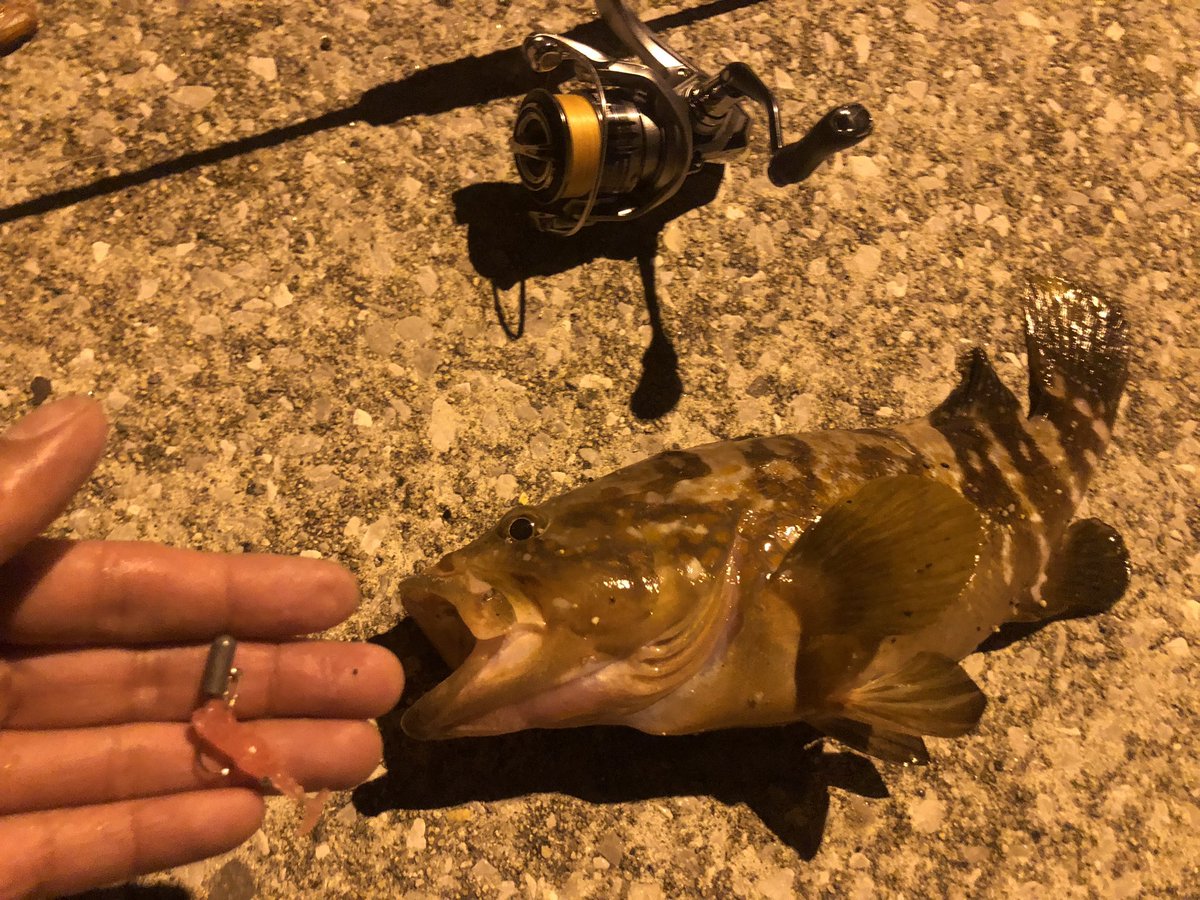 Wild_Heads's tweet photo. ワイルドヘッズっ！！
（大物狂いのライトゲーマー）

フィールドの怪物達を続々と仕留めて来れて嬉しい楽しいっ！✨✨✨

「次は何を仕留めようかなぁ〜😙」 https://t.co/z2gIHXhEVL