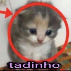 LV666Crypto's tweet photo. @launchcoin $tadinho + poor cat https://t.co/xLSjLKfkmI
